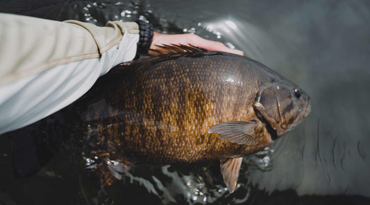 The Secret of 3 Blog Post Bass Fishing Weed Rock Wood